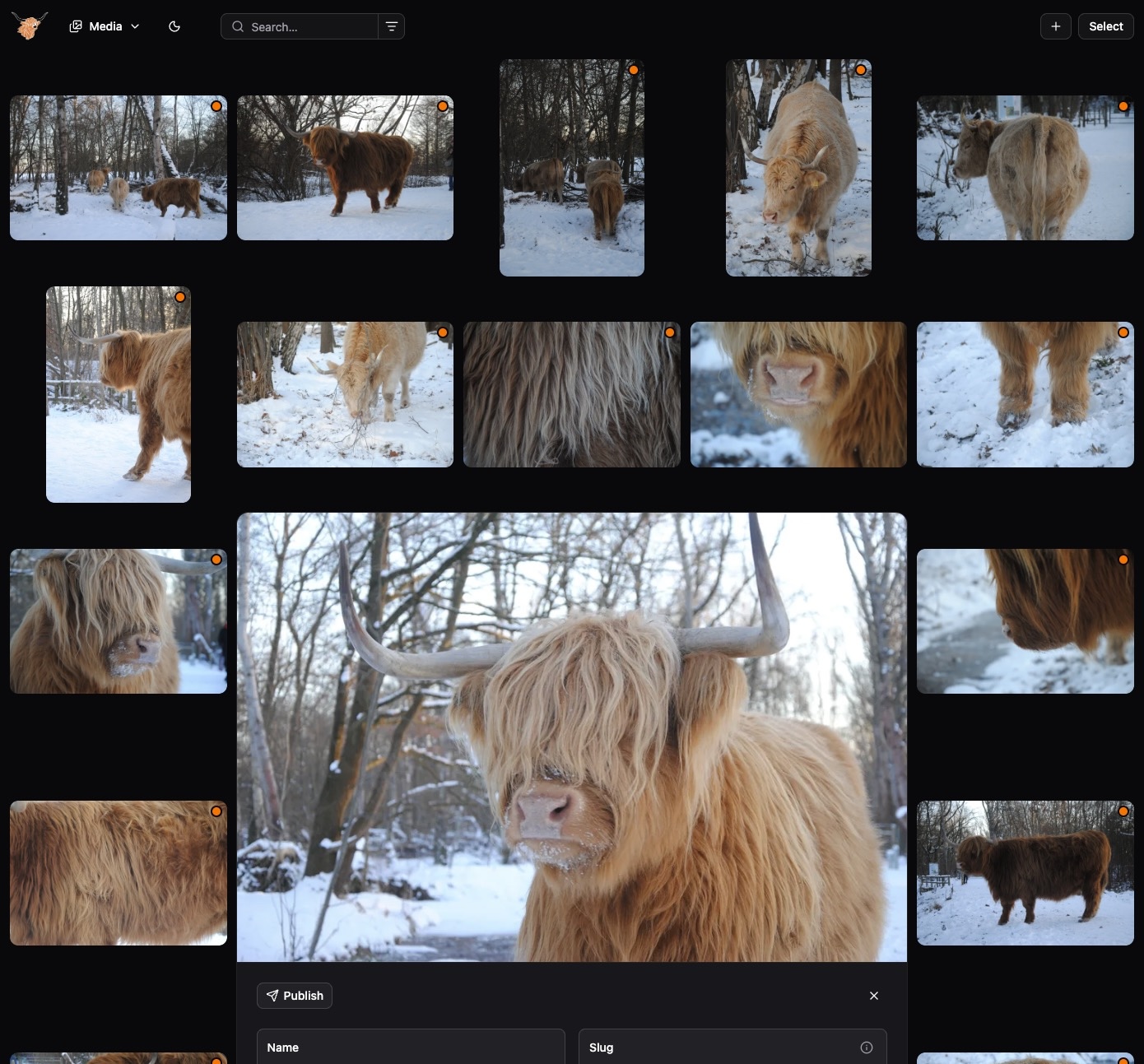 Highcoo media grid with tag filter open, showing highland cow photos